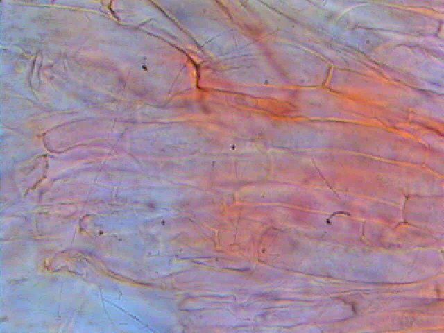 Cortinarius infractus var. obscurocyaneus (Phlegmacium)